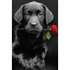 Red Rose With Black Dog 5D Diy Diamond Painting UK