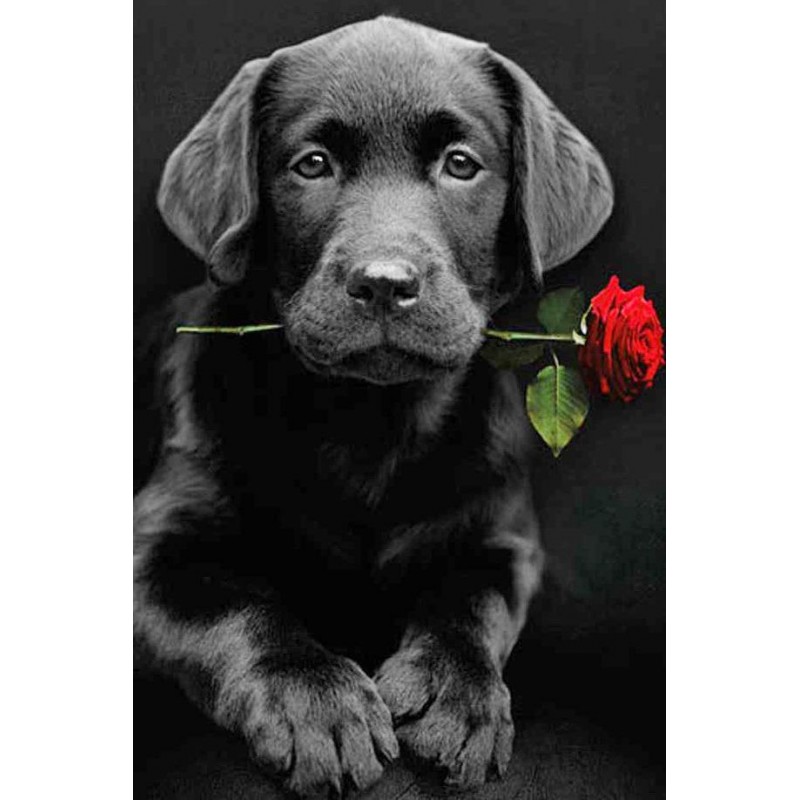 Red Rose With Black Dog 5...