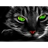 Special Cat With Green Eyes 5D Diamond Diy Painting UK