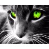 Special Cat Pattern 5D Diy Diamond Painting Kits UK