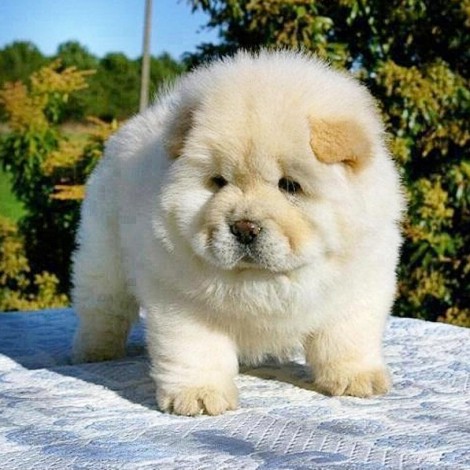 Special Pet Dog Diy 5D Diamond Painting Kits UK