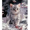 New Hot Sale Cute Cat 5D Diamond Painting UK