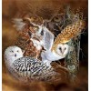 Popular Oil Painting Styles Wall Decoration Owls Diamond Painting Kits UK