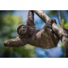 Sloth Hanging In The Tree 5D DIY Diamond Painting