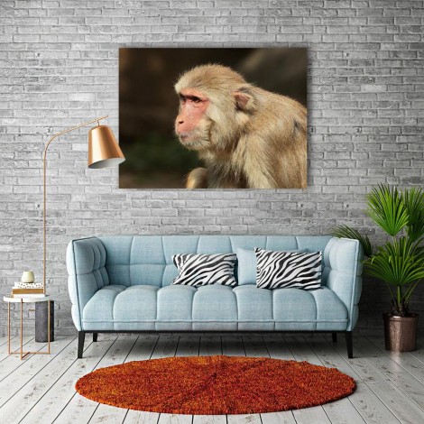 Monkey 5D DIY Diamond Painting Kits UK