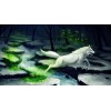 White Wolf 5D DIY Diamond Painting