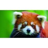 Red Panda 5D DIY Diamond Painting
