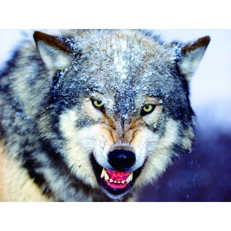 Winter Wolf 5D DIY Diamond Painting