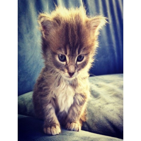 Affordable Hot Sale Cute Cat 5D Diamond Painting UK