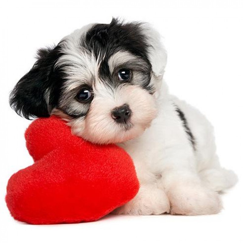 Funny Dog And Heart 5d Di...