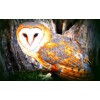 Owl 5D DIY Diamond Painting