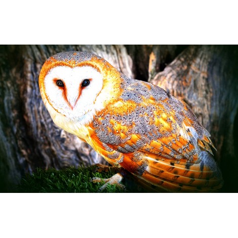 Owl 5D DIY Diamond Painting