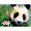 Cute Animal Panda 5D Diy Diamond Painting Kits UK
