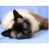 Animal Cute Cat 5D Diy Diamond Painting Kits Uk