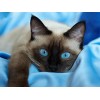 New Hot Sale Cute Cat 5d Diamond Painting  UK