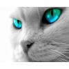 New Special Cat 5d Diy  Diamond Painting Kits UK