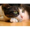 Funny Pet Cute Cat 5d Diamond Painting