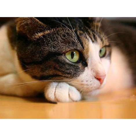 Funny Pet Cute Cat 5d Diamond Painting