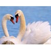 Hot Sale Elegant Swan Lover In Lake 5d Diy Painting