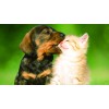 Loving Dog and Cat 5D DIY Diamond Painting