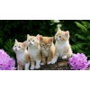 Lovely Cats 5D Diy Diamond Painting Kits UK