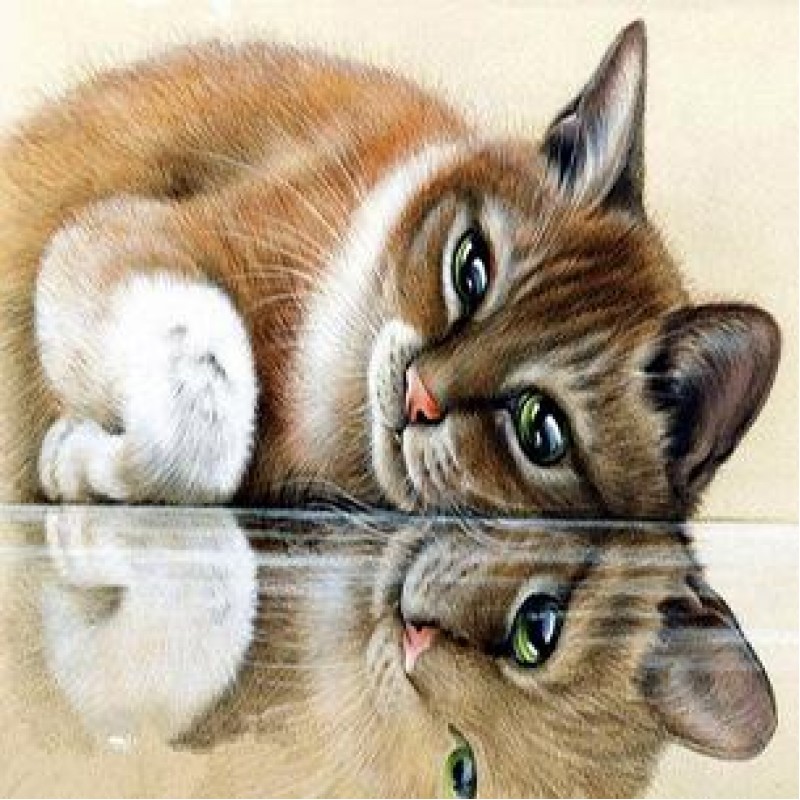 The cat and reflecti...